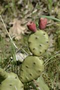 Opuntia humifusa